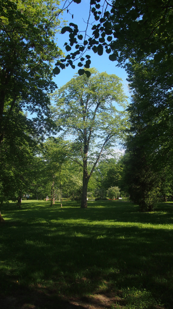 Kuvassa kesäisen vihreä Yhtiönpuisto.